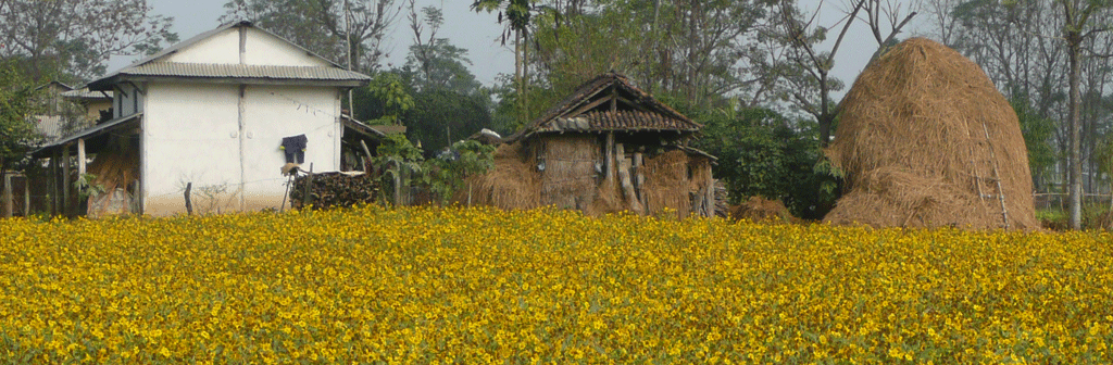 Mustard field south Nepal