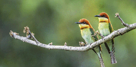 Birding Nepal's Off Beaten Trail